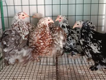 Galline ornamentali