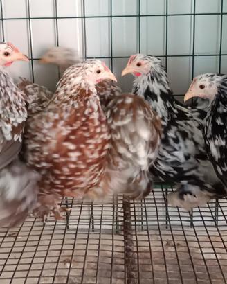 Galline ornamentali