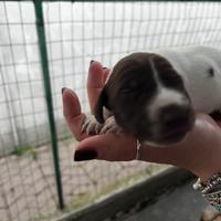 Cuccioli di Bracco Tedesco