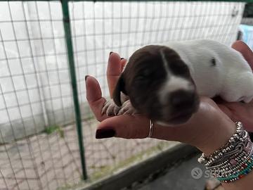 Cuccioli di Bracco Tedesco