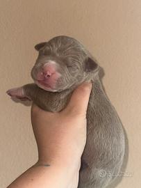 Cucciolo disponibile