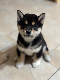 Cuccioli Shiba inu black and tan