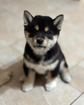 Cuccioli Shiba inu black and tan