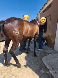 Puledra