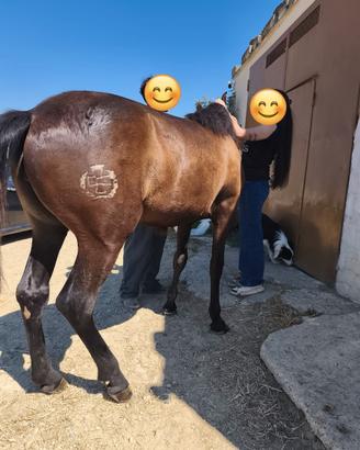 Puledra