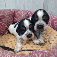 Cocker Spaniel tricolore maschi