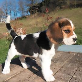 Beagle
