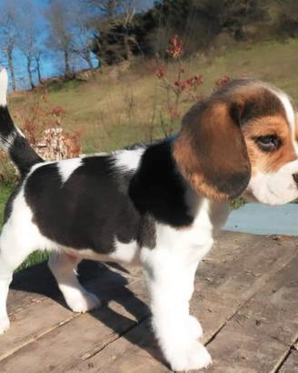 Beagle