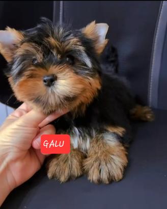 Yorkshire terrier femmina pronta subito