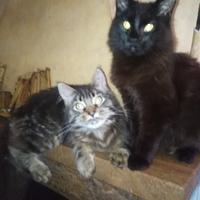 Cuccio Maine Coon Disponibili