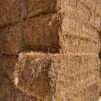 Balloni di avena e loiettto fine