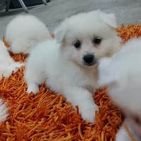 Cuccioli di volpino italiano