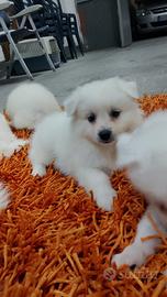 Cuccioli di volpino italiano