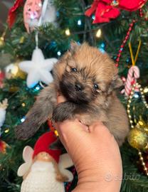 Spitz della Pomerania