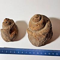 Coppia conchiglie fossili Limnea Marocco