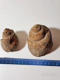 Coppia conchiglie fossili Limnea Marocco