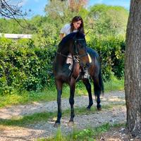 Cavallo in mezza fida o fida