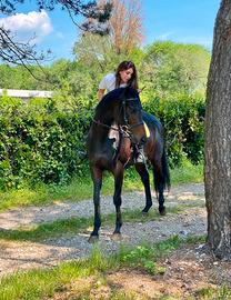 Cavallo in mezza fida o fida