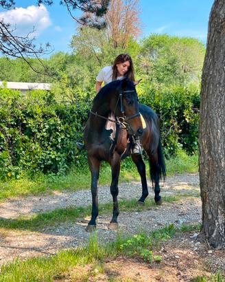 Cavallo in mezza fida o fida