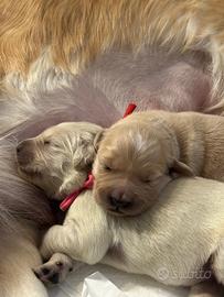Cuccioli golden retriever con pedigree