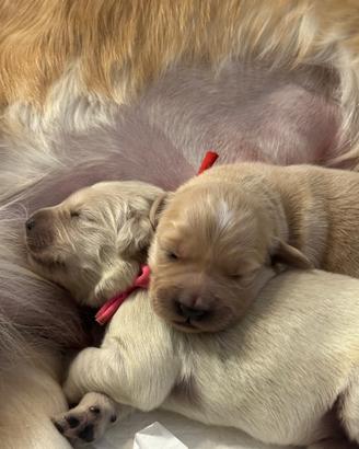 Cuccioli golden retriever con pedigree