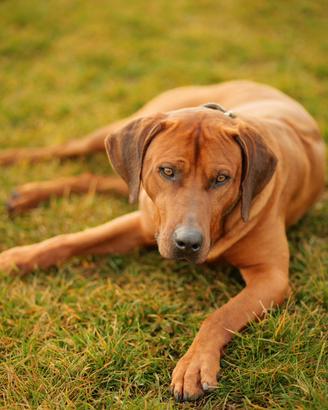 Jabari cucciolo di Rhodesian Ridgeback