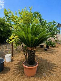cycas revoluta