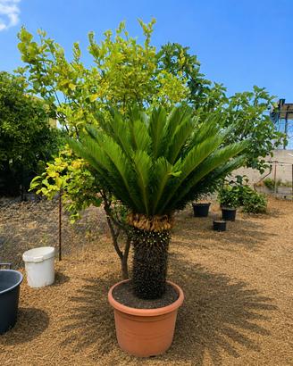 cycas revoluta