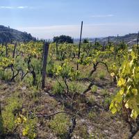 Terreno con vigneto DOC e rimessa attrezzi