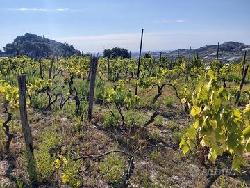 Terreno con vigneto DOC e rimessa attrezzi
