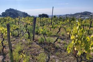 Terreno con vigneto DOC e rimessa attrezzi