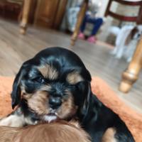 Cucciola Cavalier King disponibile