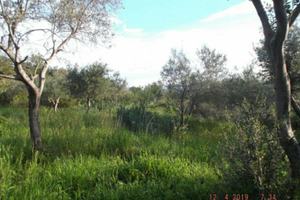 Podere