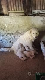 Cuccioli di pastore maremmano abruzzese