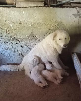 Cuccioli di pastore maremmano abruzzese