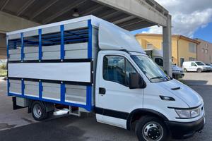 Iveco Daily 35c13 trasporto animali vivi Cavalli