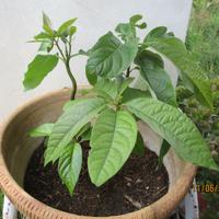 Piantine avocado