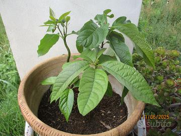 Piantine avocado