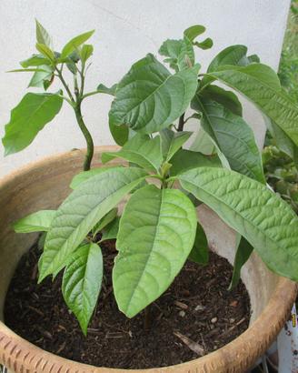 Piantine avocado
