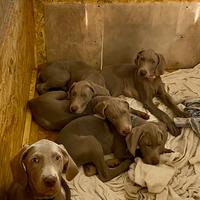 Cuccioli di Weimaraner