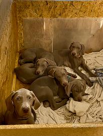 Cuccioli di Weimaraner