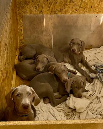 Cuccioli di Weimaraner