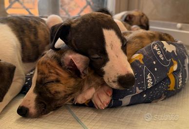 Cucciolo di Whippet
