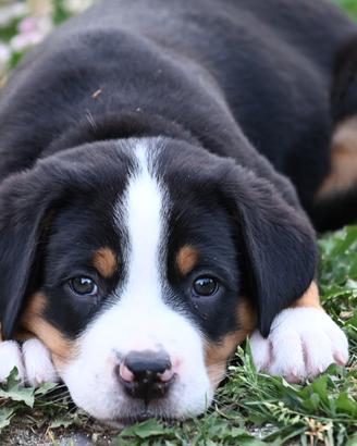 Cuccioli di grande bovaro svizzero