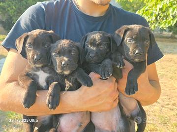 Cuccioli di Cane corso