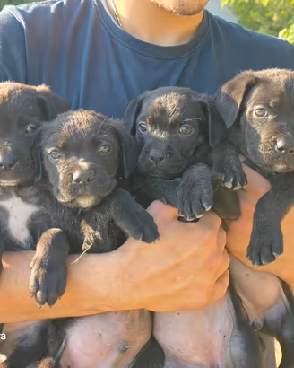 Cuccioli di Cane corso