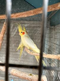 Lutino esemplare Calopsite