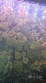 piante acquario acqua  dolce