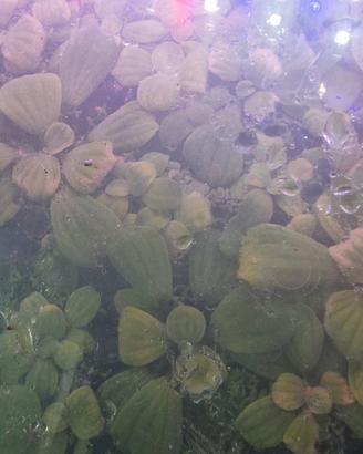 piante acquario acqua  dolce