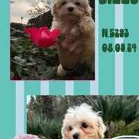 Maltipoo miele _ billy